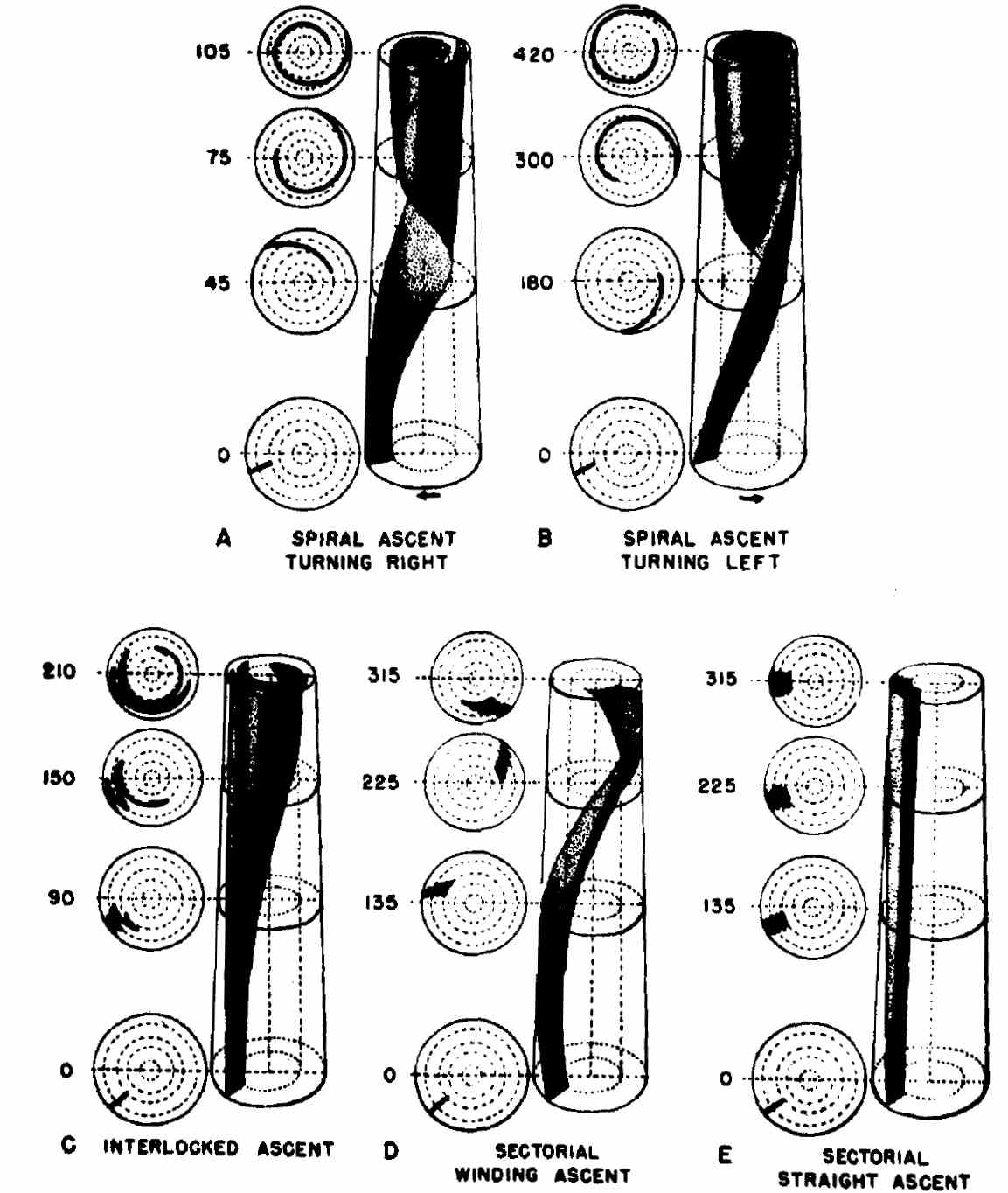 water conduction system